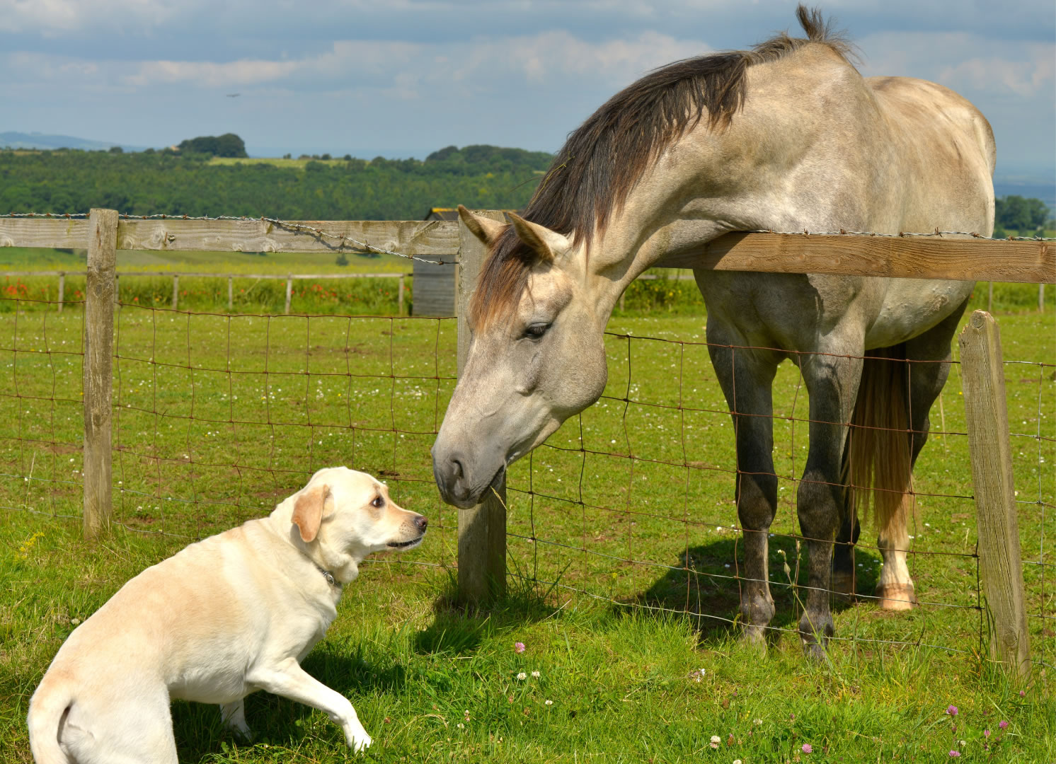 Pferd-und-Hund (Quelle: Canva) Rechts steht ein Pferd auf einer saftigen Koppel und beugt sich nach links über den Weidezaun, wo ihn ein Hund verunsichert anschaut.